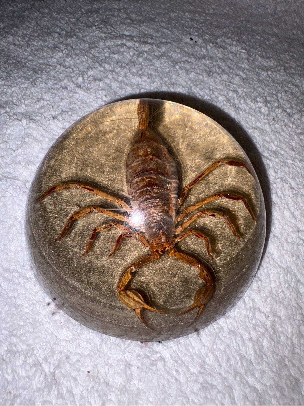 Source Unknown Clear Resin Scorpion Paperweight vintage
